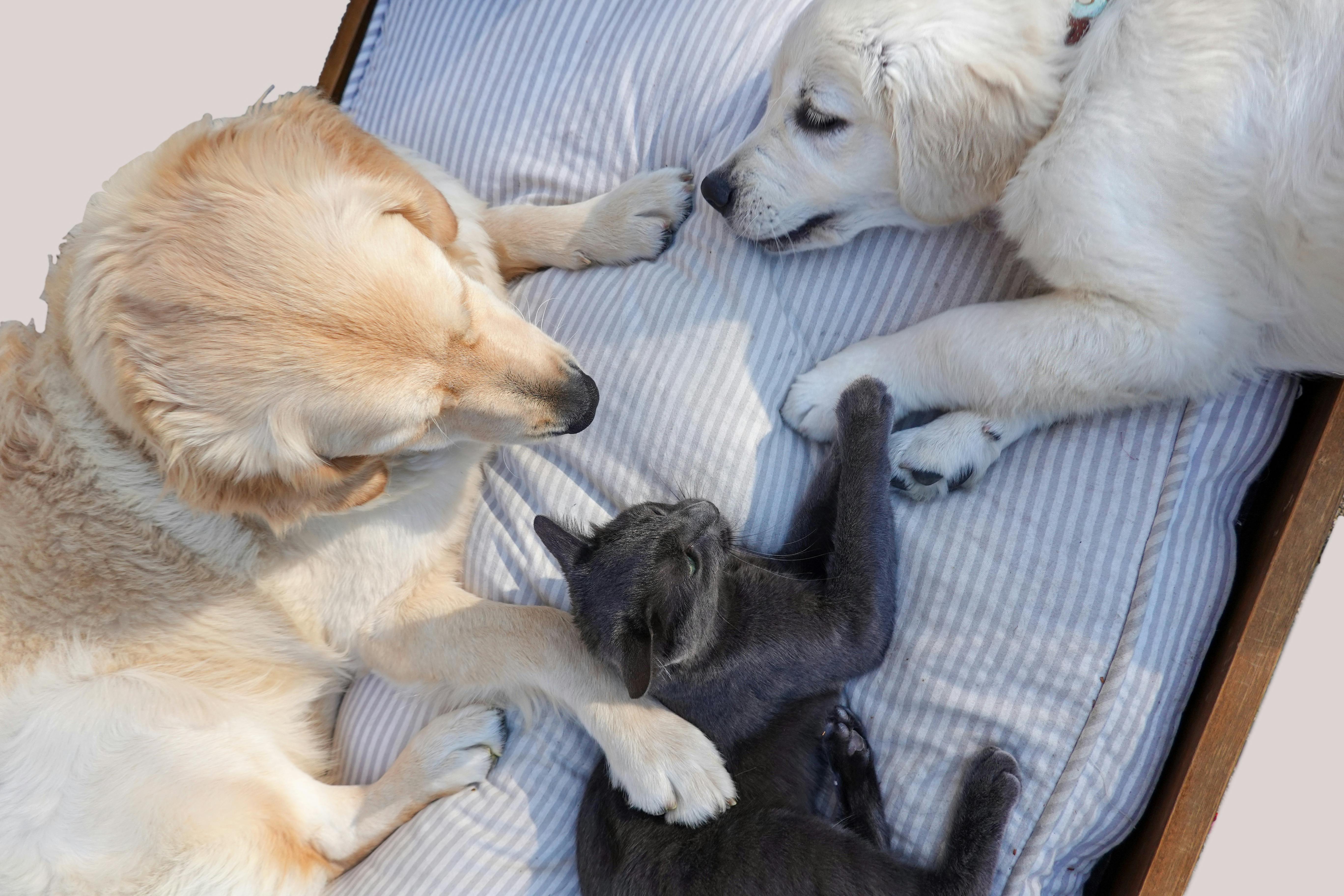 Pet lovers team